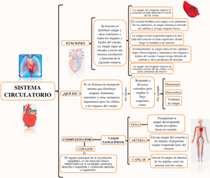 Cuadro sinóptico del Sistema Circulatorio