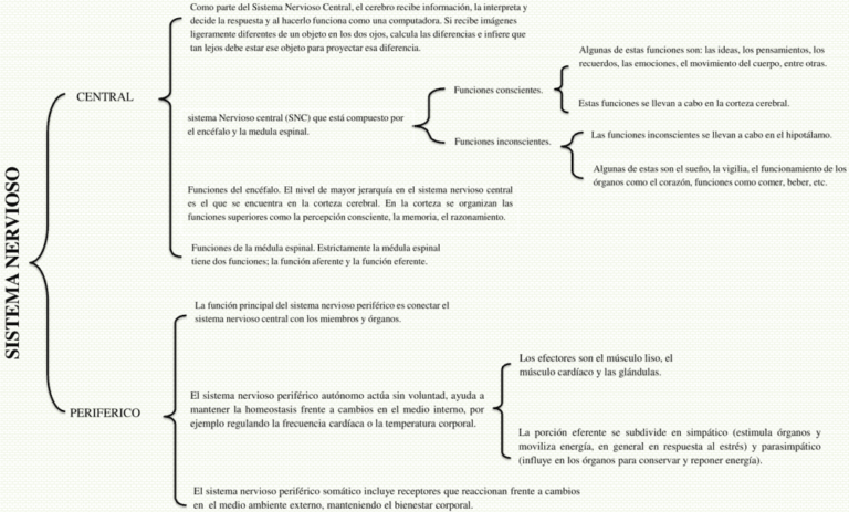 Cuadro Sinoptico Del Sistema Nervioso Central cuadrossinopticos.pro